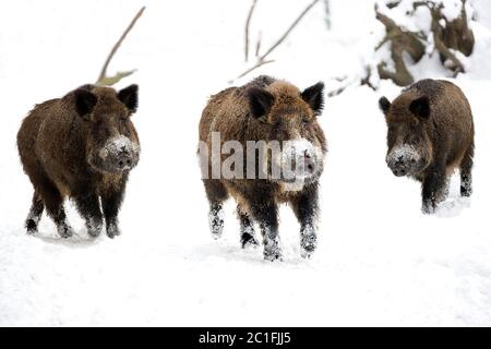 Wildschweine im winter Stockfoto