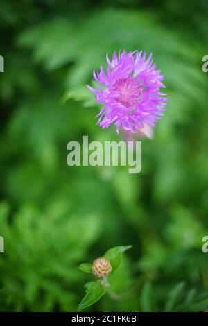 Wilde lila Blume wächst im Sommergarten Stockfoto