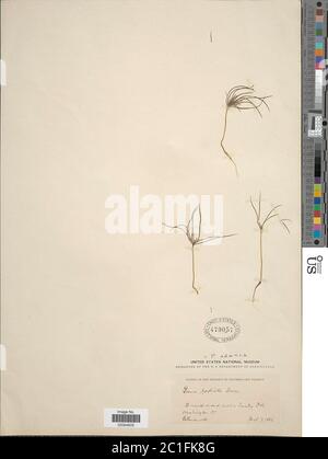 Pinus radiata Pinus radiata. Stockfoto