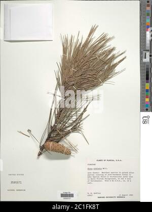 Mühle Pinus echinata Mühle Pinus echinata. Stockfoto