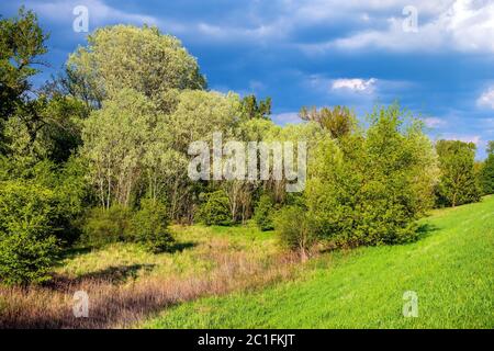 Panoramablick Feuchtgebiete Waldwiesen des Lawice Kielpinskie Naturschutzgebiet an der Weichsel in der Nähe von Lomianki Stadt nördlich von Warschau im Zentrum Mazovi Stockfoto