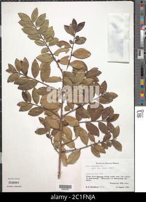 Ilex vomitoria Aiton Ilex vomitoria Aiton. Stockfoto