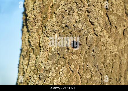 Ein Baum, der in Magdeburg in Deutschland vom asiatischen Langhornkäfer befallen ist. Der Käfer breitet sich seit 2000 in Europa aus und beschädigt Laubbäume. Stockfoto