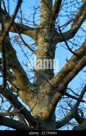 Ein Baum, der in Magdeburg in Deutschland vom asiatischen Langhornkäfer befallen ist. Der Käfer breitet sich seit 2000 in Europa aus und beschädigt Laubbäume. Stockfoto