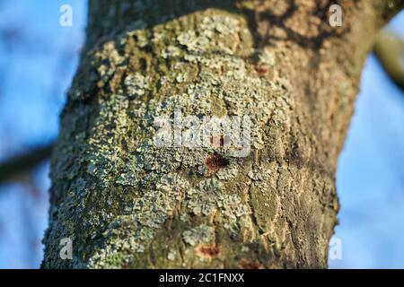 Ein Baum, der in Magdeburg in Deutschland vom asiatischen Langhornkäfer befallen ist. Der Käfer breitet sich seit 2000 in Europa aus und beschädigt Laubbäume. Stockfoto