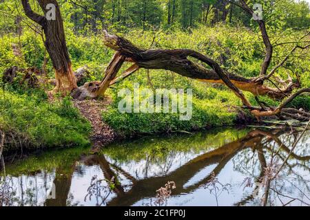 Holzstämme, die von wildem eurasischen Biber - lateinische Rizinusfaser - im Naturschutzgebiet des Flusses Czarna und in der Nähe der Stadt Piaseczno in der Region Mazovia geschnitten wurden Stockfoto