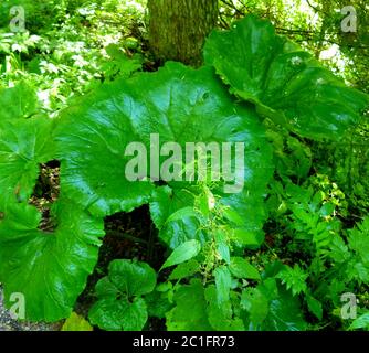 Riesige Butterbur Blätter im Wald Stockfoto