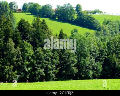 süddeutsche Landschaft mit sanften Hügeln, Bäumen und Wiesen Stockfoto