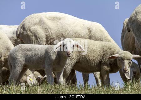 Deich Schafe mit Lämmern am Niederrhein, Juni, Nordrhein-Westfalen, Deutschland, Europa Stockfoto