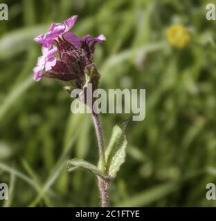 Rote Nelke, Rotmoorweed Silene dioica, Mai Stockfoto