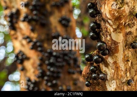 Jaboticaba brasilianischer Baum mit vielen vollmundigen Früchten auf Stamm Stockfoto