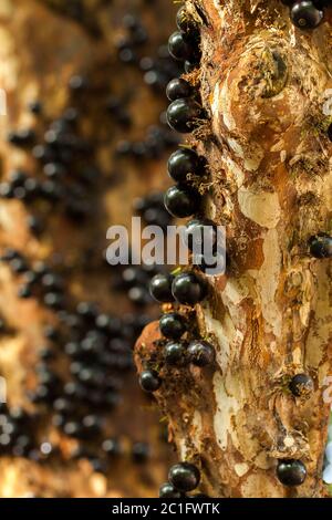 Jaboticaba brasilianischer Baum mit vielen vollmundigen Früchten auf Stamm Stockfoto