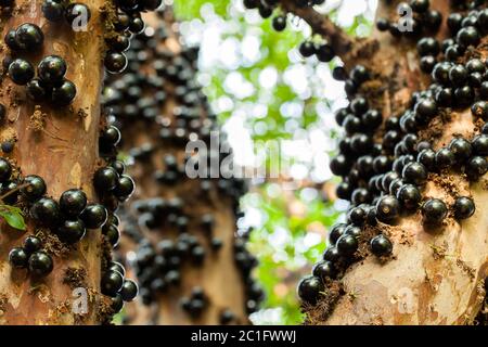 Jaboticaba brasilianischer Baum mit vielen vollmundigen Früchten auf Stamm Stockfoto