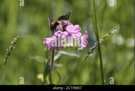 Flourkerze (Primula farinosa), blühend, Stillachtal bei Oberstdorf im Allgäu, Mai, Deutschland, Stockfoto