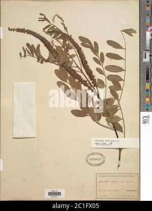 Amorpa fruticosa L Amorpa fruticosa L. Stockfoto