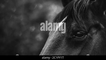 Schönes schwarzes Pferd, Nahaufnahme auf dem Auge. Elegantes Pferd mit schwarzen Haaren. Banner-Bild mit einem Pferdekopf Stockfoto