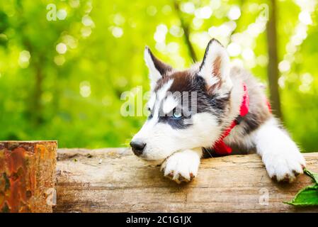 Sibirischer kleiner Husky-Zuchthund liegt auf grünem Gras im Wald an der Leine Stockfoto