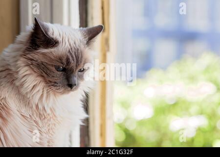 Langhaarige weibliche Seal Point Ragdoll Katze vor dem Fenster Stockfoto