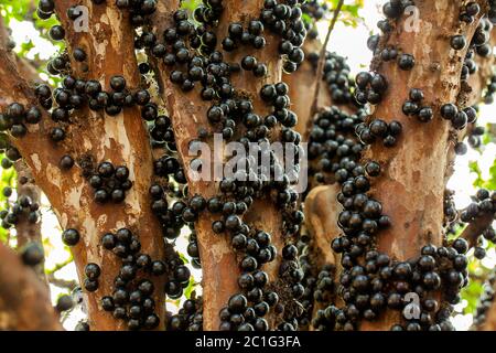 Jaboticaba brasilianischer Baum mit vielen vollmundigen Früchten auf Stamm Stockfoto