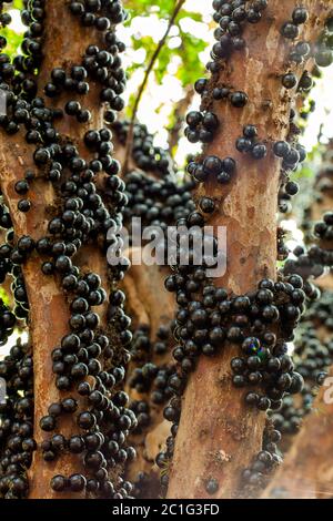 Jaboticaba brasilianischer Baum mit vielen vollmundigen Früchten auf Stamm Stockfoto