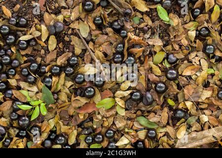 Viele reife Jaboticaba in den Boden gefallen - flach lagen vollmundige Früchte Stockfoto