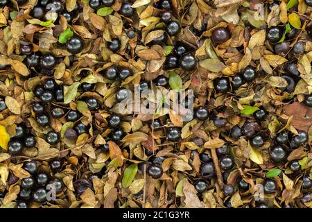 Viele reife Jaboticaba in den Boden gefallen - flach lagen vollmundige Früchte Stockfoto