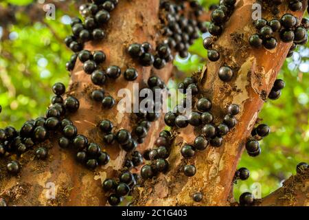 Jaboticaba brasilianischer Baum mit vielen vollmundigen Früchten auf Stamm Stockfoto