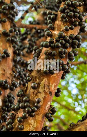 Jaboticaba brasilianischer Baum mit vielen vollmundigen Früchten auf Stamm Stockfoto