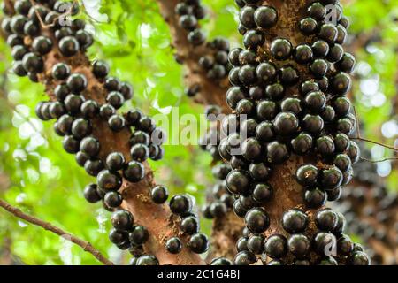 Jaboticaba brasilianischer Baum mit vielen vollmundigen Früchten auf Stamm Stockfoto