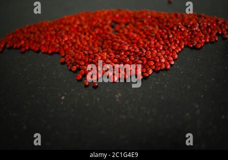 Rote Sandelholz (Adenanthera pavonina) Samen isoliert auf schwarzem Hintergrund. Manchadi, Manjadi, Manjetti, Pfauenblumenzaun, Acacia Coral, Anikundum Stockfoto