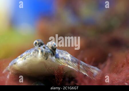 Augenpaar des Plattfischturbots scophthalmus maximus Stockfoto