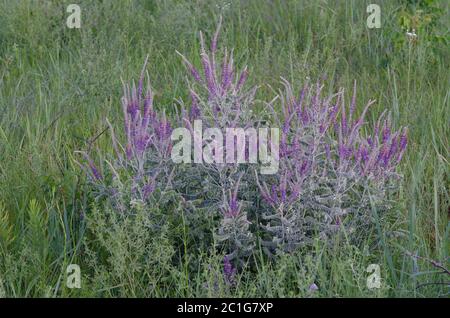 Amorpha canescens Leadplant, Stockfoto