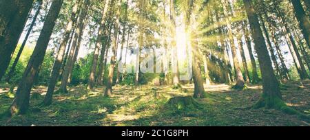 Die Sonne scheint durch die Bäume im Pinienwald. Stockfoto