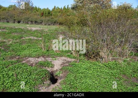 Wiese voller wilder Kaninchen Stockfoto