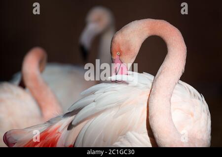 Rosafarbener Flamingo im Herbst Stockfoto