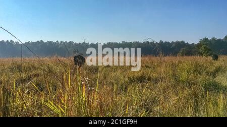 Der indische Elefant (Elephas maximus indicus) ist eine von drei anerkannten Unterarten des asiatischen Elefanten und auf dem asiatischen Festland beheimatet - Jim Corbett National Park, Indien Stockfoto