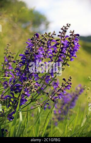 Wiesensalbei salvia pratensis auf einer Wiese bei Bickensohl im kaiserlichen Stuhl Stockfoto