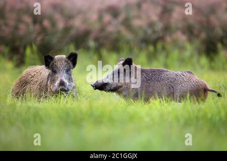 Wildschweine in einer Lichtung Stockfoto