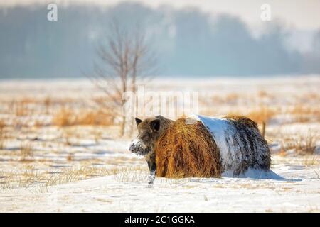 Wildschwein in Winterlandschaft Stockfoto