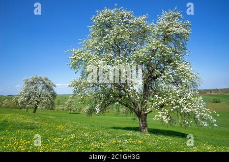 Blühender Birnenbaum auf einer Blumenwiese im Frühjahr in ländlicher Kulturlandschaft Stockfoto