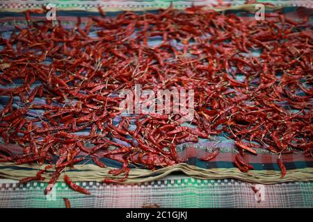 Rote getrocknete Chilis, in der Sonne in einem Blatt getrocknet Stockfoto