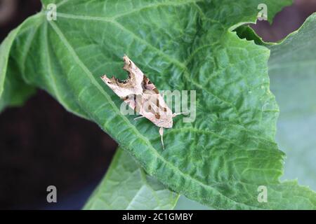 Ruhende Phlogophera meticulosa oder Winkel Schatten Motte ruht auf einem grünen Blatt Stockfoto