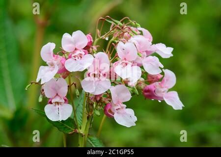 Impatiens glandurifera im Herbst auf einer Wiese Stockfoto