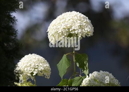 Annabelle-Hortensia in einem Garten Stockfoto