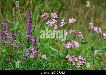 Impatiens glandurifera im Herbst auf einer Wiese Stockfoto