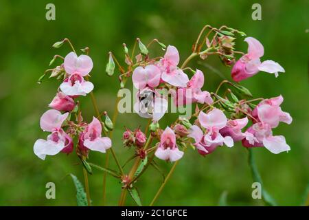 Impatiens glandurifera im Herbst auf einer Wiese Stockfoto