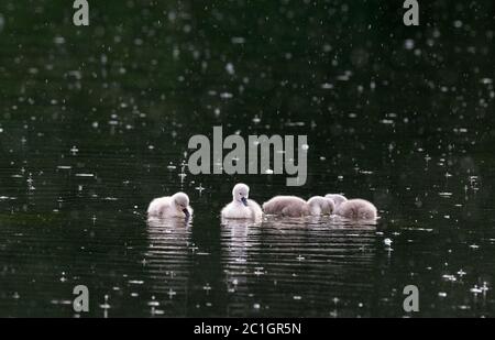 Wetter in Großbritannien. Pleasley Vale, Derbyshire, Großbritannien. Juni 2020. Einwöchige Mute Swan Cygnets schwimmen in einer späten Abendregen Dusche. Quelle: Alan Beastall/Alamy Live News. Stockfoto