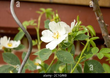 Nahaufnahme der Rosen, Rosa multiflora, auch als mehrblütige Rose, Rispe Rose oder auch Polyantha Rose, ist eine Art der Rose (Rosa) Gattung innerhalb Stockfoto