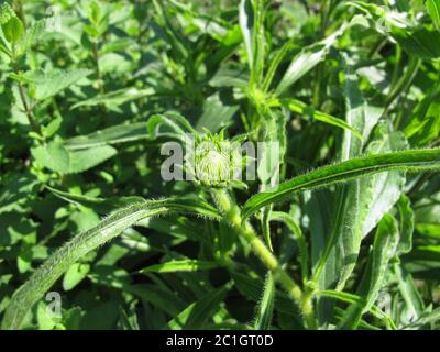 Schmal-blättrige violette Koneblume, Echinacea angustifolia Stockfoto