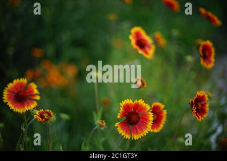 Orangefarbene gelbe Blüten gaillardia wachsen im Sommergarten. Stockfoto